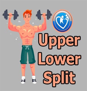 شرح برنامج upper lower لتمرين جميع عضلاتك مرتين اسبوعيا