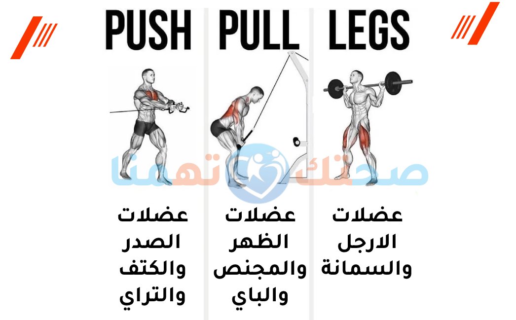 push pull legs جدول تمارين كامل